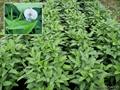 لوبیا چشم سیاه caupi, southern pea, tua dam, kunde, blackeye pea, alacín, pericillo, caritas